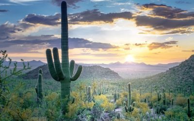 Panoramic view of the Sonoran Desert