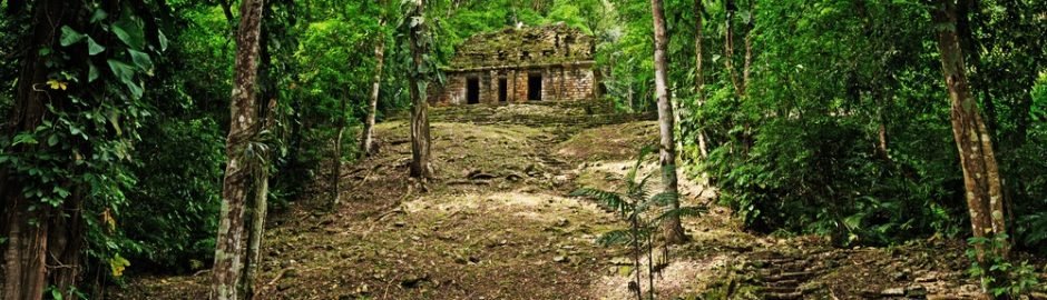 Chiapas rainforest