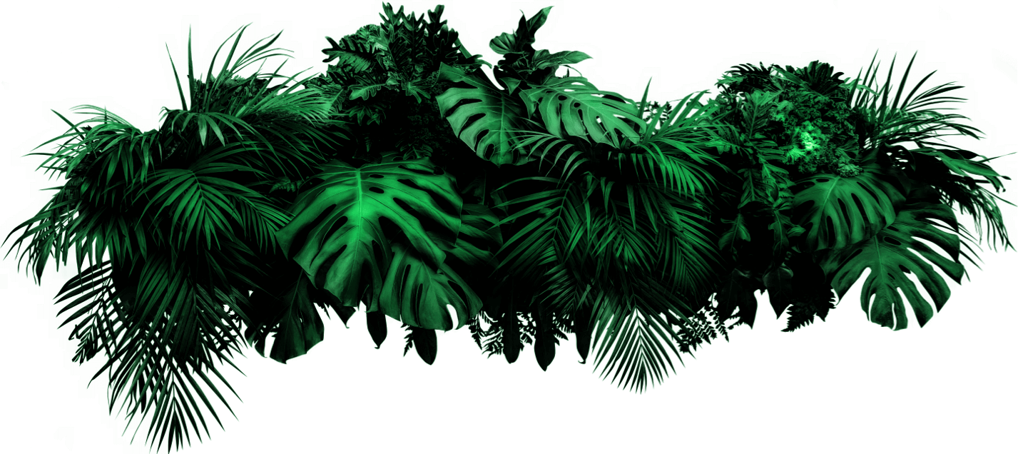 Background Palmeras