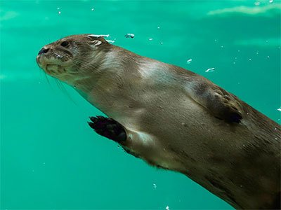 Tours para visitar leones marinos